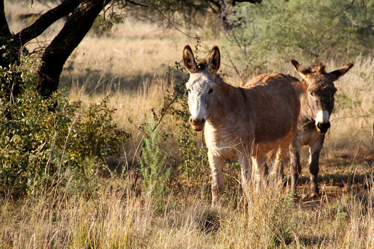 Landscape photo of two donkeys, spring time, just after the first rain.  Dome, Northwest, South Africa