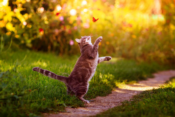 agile beautiful striped a kitten plays in a Sunny summer garden and catches a bright butterfly...