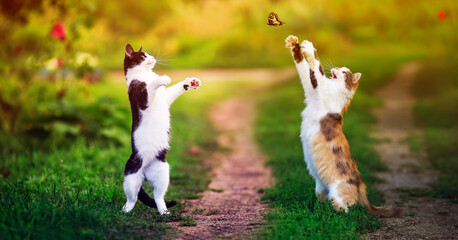 two beautiful cats walking in a Sunny summer garden and catch a flying swallowtail butterfly with their paws