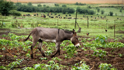 Landscape photo of a donkey on a farm in KwaZulu-Natal