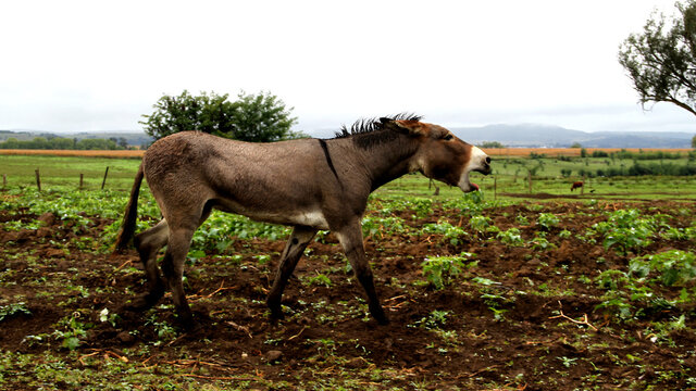 Landscape photo of a donkey on a farm in KwaZulu-Natal