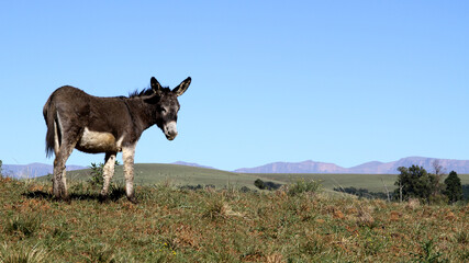Fototapeta na wymiar Landscape photo of a donkey on a hill. 