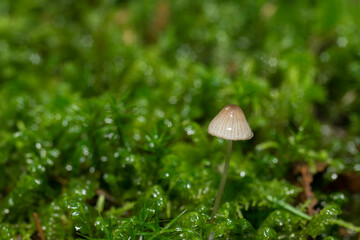 Mycena,
tiny forest mushrooms, macro photo