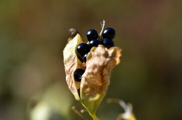 Samen einer Leopardenblume
