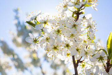 Flowers of the cherry blossoms on a spring