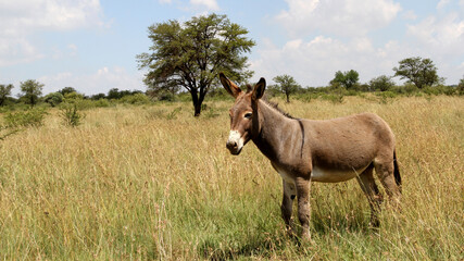 Fototapeta premium Landscape photo of a donkey on a farm in the Northwest of South Africa. 