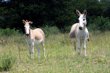 Naklejka na ściany i meble Landscape photo of two donkeys, summer time.