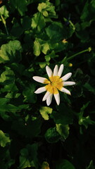 White flower in green foliage. Green background