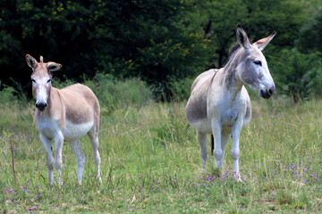 Naklejka na ściany i meble Landscape photo of two donkeys, summer time.