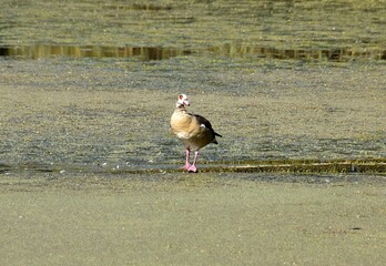 Egipskie gesi © Iwona