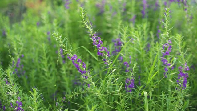 Wind Blowing Flower Baikal Skullcap or Chinese Skullcap Garden