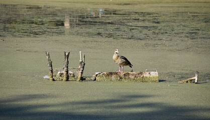 Egipskie gesi © Iwona