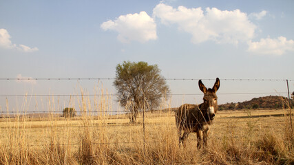 Donkey grazing in a winter field. Parys, Free State, South Africa. There were two separate species...