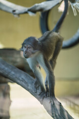 Mono en cautiverio en un zoologico