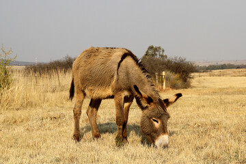 Donkey grazing in a winter field. Parys, Free State, South Africa. There were two separate species of the African ass: the Nubian wild ass and the Somali wild ass.