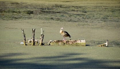 Egipskie gesi © Iwona