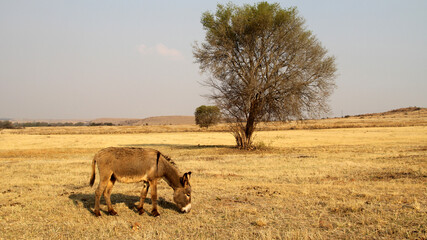 Donkey grazing in a winter field. Parys, Free State, South Africa. There were two separate species of the African ass: the Nubian wild ass and the Somali wild ass.