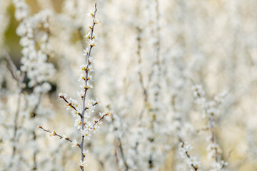 Fielding white flowers blooming in a field. Background flowering, selective focus