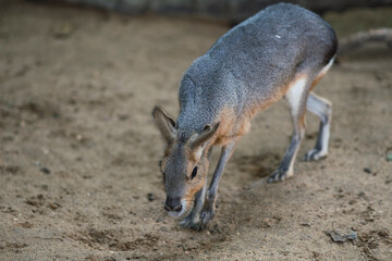 Mara del Chaco - conejo de la Patagonia