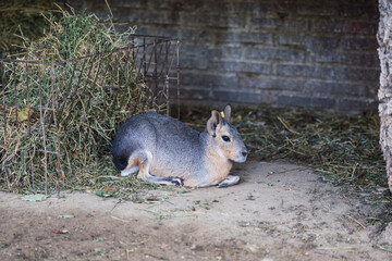 Mara del Chaco - conejo de la Patagonia