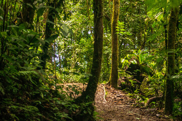 Fototapeta na wymiar tropical forest