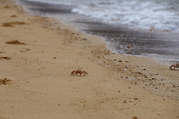 crabs run along the sand of the beach along the sea itself