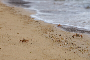 crabs run along the sand of the beach along the sea itself