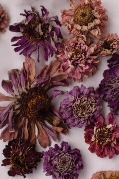 Autumn composition with dry leaves and zinnia flowers on light background. Autumn, fall, Thanksgiving Day concept. Flat lay, top view, copy space © Elena