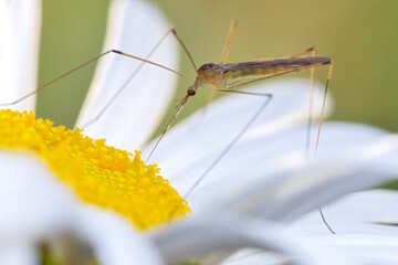 Crane Fly