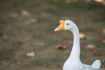 Gansos y patos en rio
