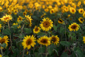 A huge field of sunflowers. Autumn. Fall. Harvesting.