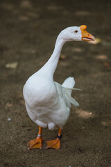 Gansos y patos en rio