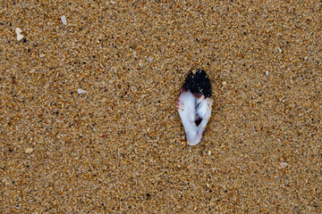 shells and small colored stones washed up on the beach