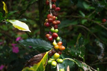 Plantation with green coffee leaves in Colombia