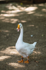 Gansos y patos en rio