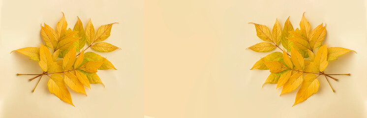 Autumn green and yellow boxelder maple (Acer negundo) leaves minimal composition.  Autumn flatlay background. Flat lay, top view, copy space.