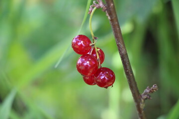 red currant on a branch