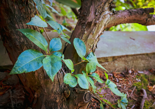 HOJAS VERDES Y TRONCO DE ARBOL