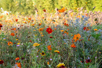 Plenty of looming flowers in different colors