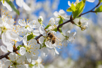 Flowers of the cherry blossoms on a spring