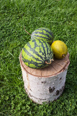 Two watermelons and melon on a stump of tree in the yard on lawn