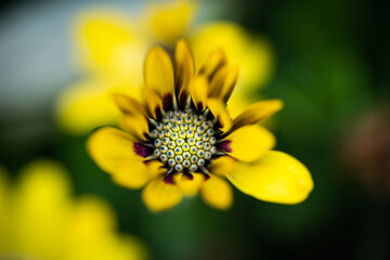 yellow flower macro