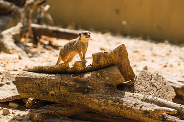 Suricato en zoologico