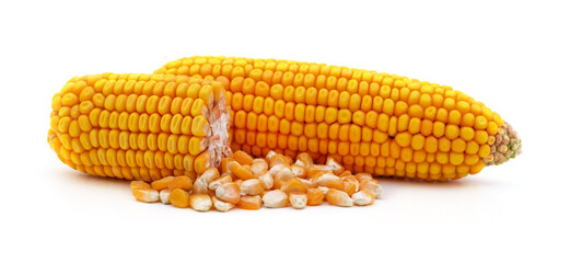 Mature sweet corn.