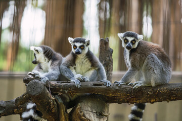 Lémures en cautividad