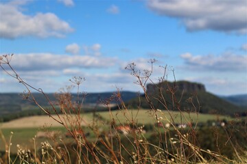 grass in the wind in Germany