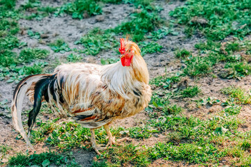 Rooster on field