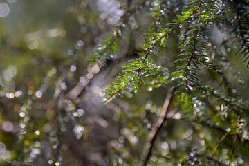 Fir-tree branches with rain drops and rays of sun