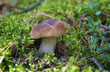 Wild mushroom (Boletus) growing in natural forest green moss in autumn. Closeup. Selective focus.