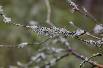 Fir-tree branches with rain drops and rays of sun